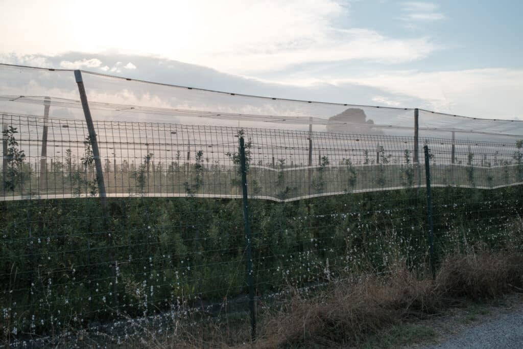 Exploitation agricole dans le Vaucluse - II
